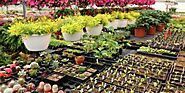 Discover the Top Online Nursery in Lahore for You | Pak Plants