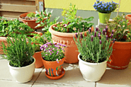 Locanto Tech Transform Your Home and Garden with Pak Plants | The Best Indoor Plants and Outdoor Plants in Pakistan