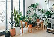 Website at https://viralsocialtrends.com/indoor-plants-pakistan/