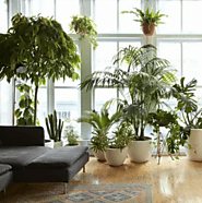 Shop Indoor Plants Online | Lahore, Karachi, Islamabad