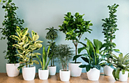 Shop Indoor Plants Online | Lahore, Karachi, Islamabad