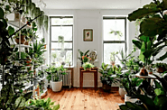 Shop Indoor Plants Online | Lahore, Karachi, Islamabad