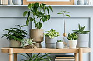 Website at https://www.clicktowrite.com/indoor-plants-pakistan-elevate-your-living-space-with-natures-touch/