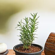 Buy Rosemary - Plant online from Nurserylive at lowest price.