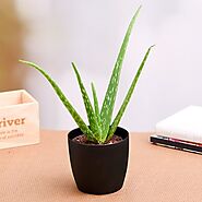 Buy Aloe Vera Plants online from Nurserylive at lowest price.