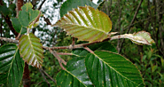 Bhojpatra Tree: An Ancient Manuscript of Heritage and Natural Elegance – Grow Billion Trees