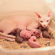 Sphynx kittens for sale