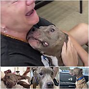 THE ENDURING BOND: HOW MICROCHIPPING REUNITED A LOST PIT BULL AFTER 8 YEARS - VIENTHUCUNG