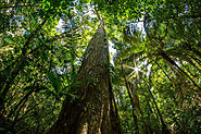 Indian Mahogany Tree: Regal Presence of Hardwood Majesty – Grow Billion Trees