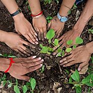 Trees for Van Mahotsav (1st-7th Jul) – Grow Billion Trees