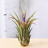 Buy Air Plants online from Nurserylive at lowest price.