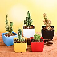 Buy Cactus Plants online from Nurserylive at lowest price.