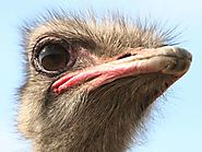 Having trouble coping with market turmoil? Feel free to embrace your inner ostrich