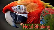 Why Do Parrots Shake Their Heads? Causes and Insights - Parrot Expert