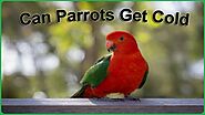 Feathers and Frost: Can Parrots Get Cold? Article - ArticleTed - News and Articles
