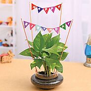 Buy Birthday Plant Gifts online from Nurserylive at lowest price.