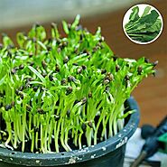 Buy Easy to Grow Microgreens online from Nurserylive at lowest price.