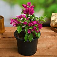 Buy Bougainvillea Plants online from Nurserylive at lowest price.