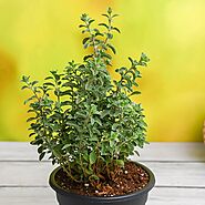 Buy Origanum Majorana, Marjoram, Marwa - Plant online from Nurserylive at lowest price.