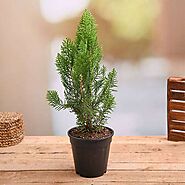 Buy Morpankhi, Thuja Compacta - Plant online from Nurserylive at lowest price.