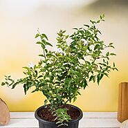 Buy Kunda, Downy Jasmine - Plant online from Nurserylive at lowest price.