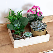 Buy Indoor Plants Names online from Nurserylive at lowest price.