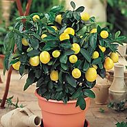 Buy Fruit Seeds online from Nurserylive at lowest price.