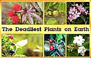 8 Most Poisonous Plants in the World | Nurserylive