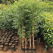 Tree Saplings of Native Trees – Grow Billion Trees