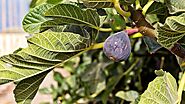 Fig Tree: Verdant Guardian of Mediterranean Landscapes – Grow Billion Trees