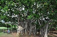 Banyan Tree: The Canopy of Timeless Wisdom – Grow Billion Trees