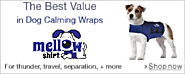 Search and Rescue Dog Collar -