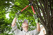 Tree Trimming: The Essential Guide to Maintaining Tree Health - TodaysHomeBuyersGuide