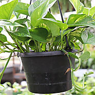 Buy Leaf Plants Names online from Nurserylive at lowest price.