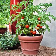 Buy Heirloom Vegetable Seeds online from Nurserylive at lowest price.