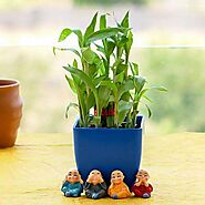 Buy Plant Gifts For Kids online from Nurserylive at lowest price.