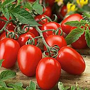 Buy Tomato Seeds online from Nurserylive at lowest price.