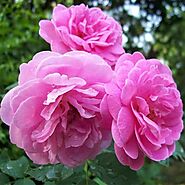Buy Damascus Rose, Scented Rose (Any Color) - Plant online from Nurserylive at lowest price.