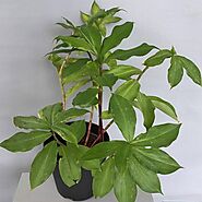 Buy Insulin Plant, Costus igneus - Plant online from Nurserylive at lowest price.