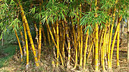 Bamboo Tree: Forest Management and Biodiversity Conservation – Grow Billion Trees