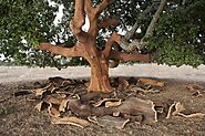 Indian Cork Oak Tree: A Resilient Treasure of Nature – Grow Billion Trees