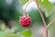 Raspberries