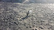 Dog on beach in Agoo, La Union