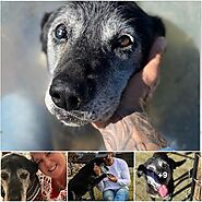 EMBRACING SENIOR DOG ADOPTION: A JOURNEY OF LOVE AND RESILIENCE - VIENTHUCUNG