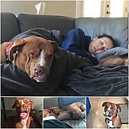 WOODY: A PIT BULL’S JOURNEY FROM DESPAIR TO LOVE - VIENTHUCUNG