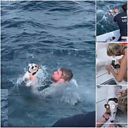 DOG RESCUE AT SEA: A STORY OF COURAGE AND COMPASSION - VIENTHUCUNG