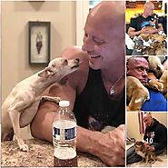 FROM GYM RAT TO DOG RESCUER: THE HEARTWARMING STORY OF A MAN AND A CHIHUAHUA - VIENTHUCUNG