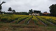 Scenic Managed Farmland Bangalore - Misty Valley