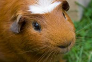 Introducing the American Crested guinea pig