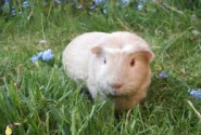 Introducing the English crested guinea pig